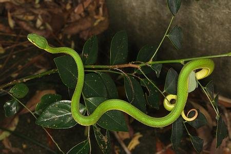 青竹蛇green bamboo snake《陆川本草【异名】竹叶青,青竹丝