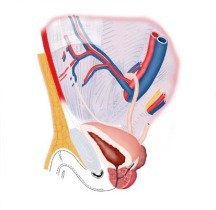 其附近区域称为腹股沟;位于大腿内侧生殖器两旁,在人体解剖学上属于