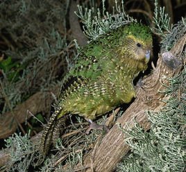 鸮鹦鹉(学名:strigops habroptila),新西兰人叫"kakapo",这是当地的