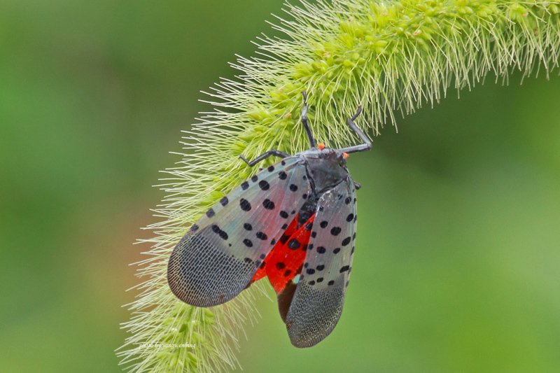 斑衣蜡蝉