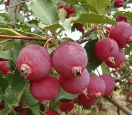 海红果树,属蔷薇科苹果属滇池海棠系的西府海棠种,是我国稀有果树