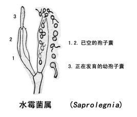 孢子囊有层出现象,游动孢子具有两游现象.