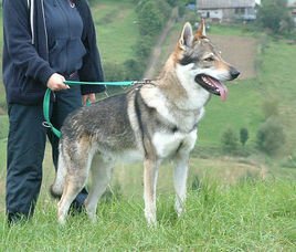 捷克狼犬