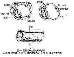 血管壁的组成和一般除毛细血管和毛细淋巴管以外,血从管腔面向外一般