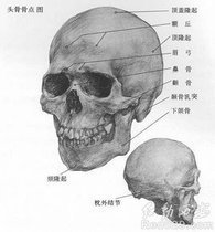 眉骨,额骨的眶部,位于眶上缘上方的弓状隆起骨骼.