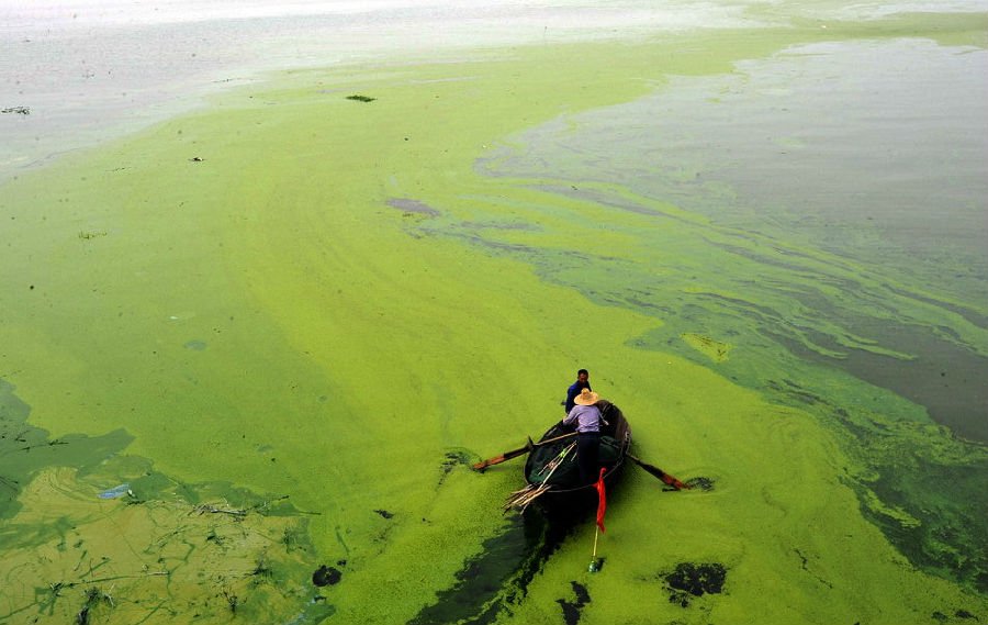 水体溶氧量下降,鱼类及其它生物大量死亡的现象