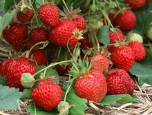 昌平第七届国际草莓节