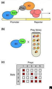 酵母双杂交系统
