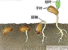 胚轴_360百科