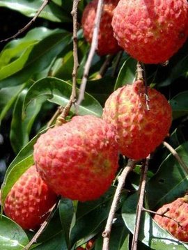 化钱岗糯米糍荔枝