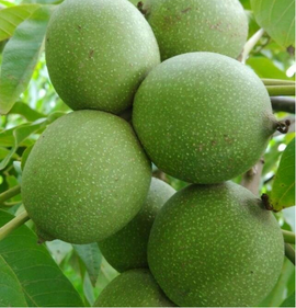 漾濞核桃地理标志产品保护管理办法