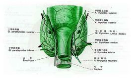 继发性甲状旁腺机能亢进症
