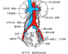 输尿管