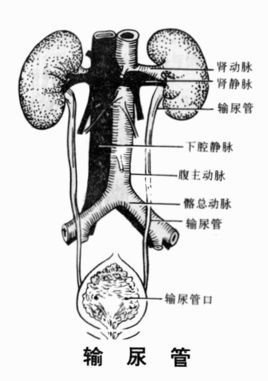 泌尿感染