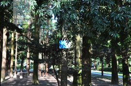 肉托竹柏云南个体