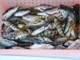 石斑鱼网箱养殖