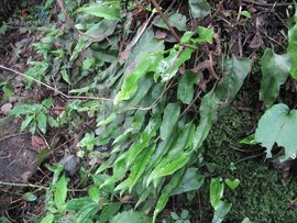 近无柄鳞果星蕨