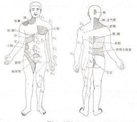 外周神经系统_360百科