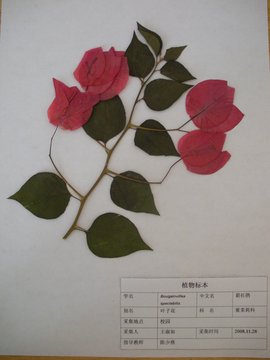 植物标本