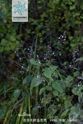 蓝萼毛叶香茶菜