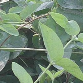 封丘县封东金银花销售服务中心