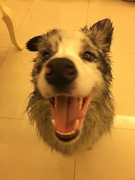 [狗狗口水粘]狗狗口水巾怎么做_狗狗的口水太