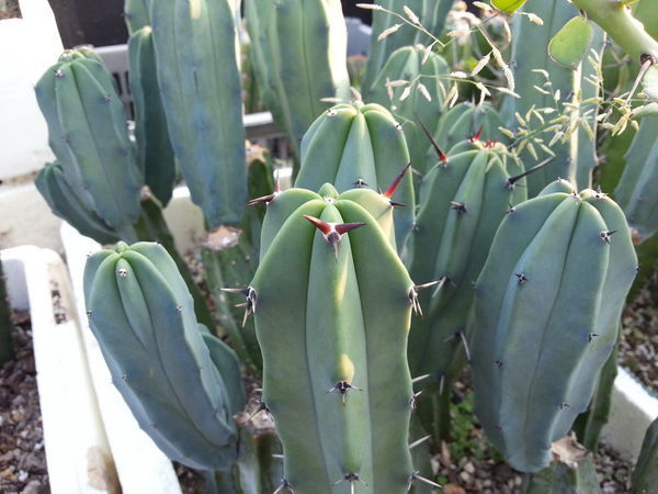 什么品种的仙人掌?_360问答