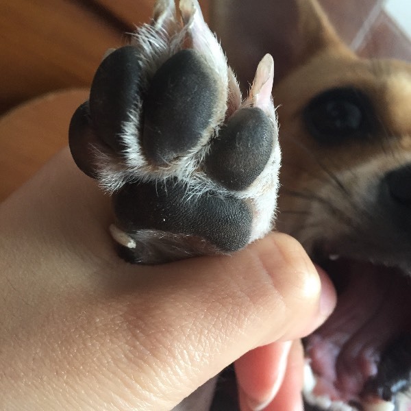 我说详细一点吧,第一天狗狗身上很烫室内精神