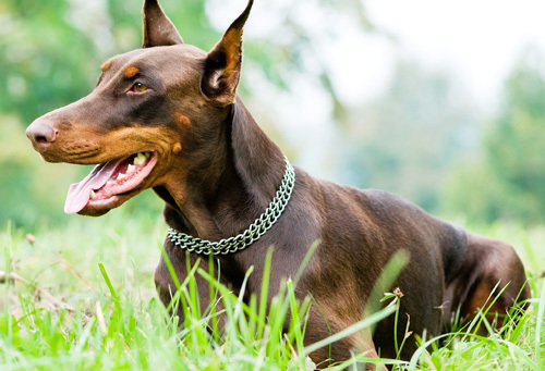 杜宾犬的性格 外形的基本特征_360问答