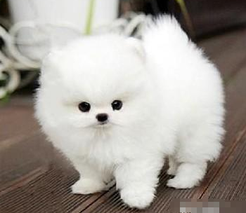 什么品种的狗狗几可爱又便宜_360问答