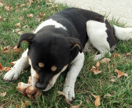 狗吃鸡骨头好不好 鸡骨头易刺伤肠胃_360问答