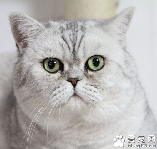 英国短毛猫聪明吗 它们适应能力非常强_360问
