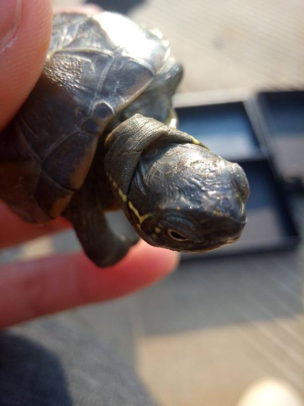 龟龟的脖子上有硬块,而且硬块下面好像有点腐