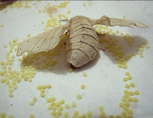 桑蚕的卵是什么样的图片_360问答