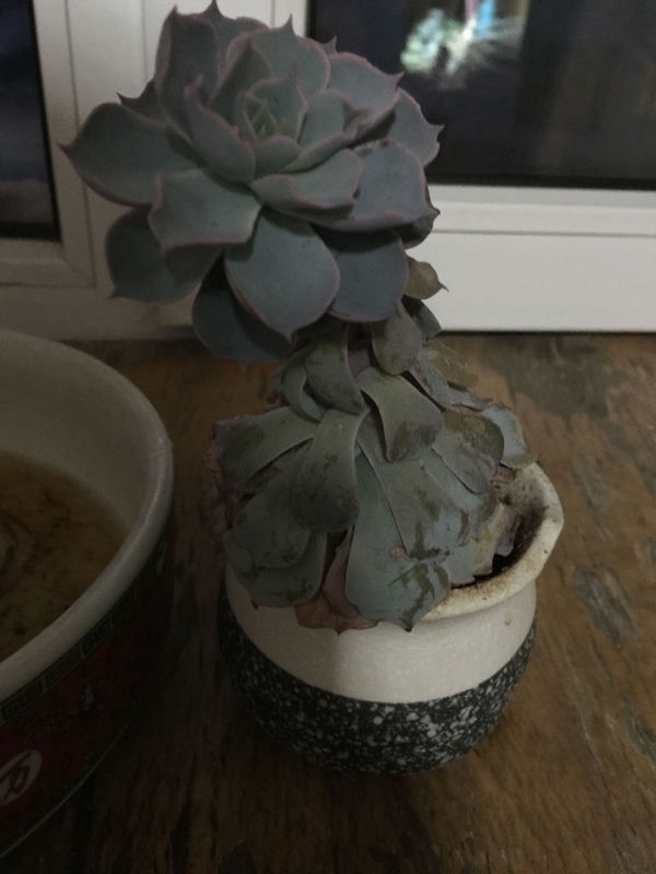 多肉植物长成这样了诶。想求助一下我想把上面