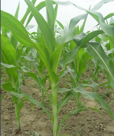 黑龙江省甘南县玉米生育期是多少天_360问答