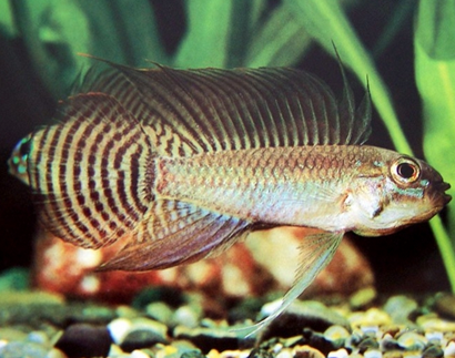 红珍珠短鲷吃什么 该鱼的食性比较杂_360问答