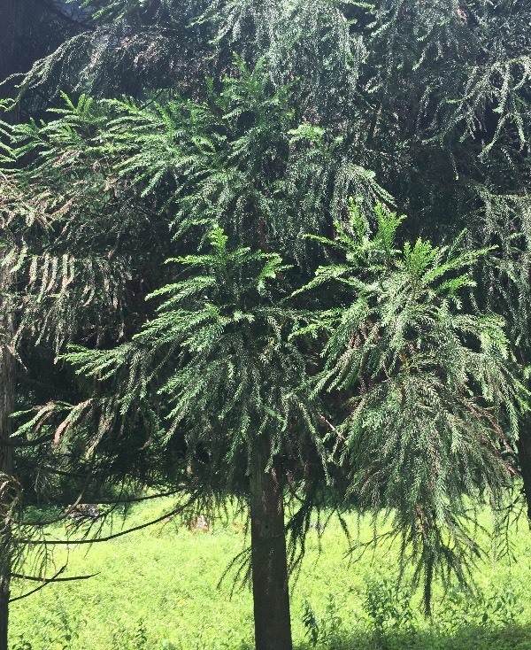 这是什么松柏科的什么植物_360问答