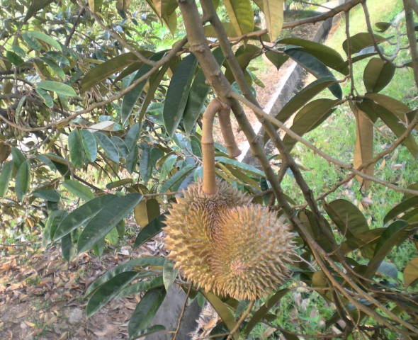 榴莲有几种样子,别称是什么?_360问答