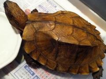 锯缘龟怎么养 首先就是要给它们驱虫_360问答