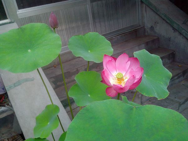 什么时候适合种碗莲_360问答