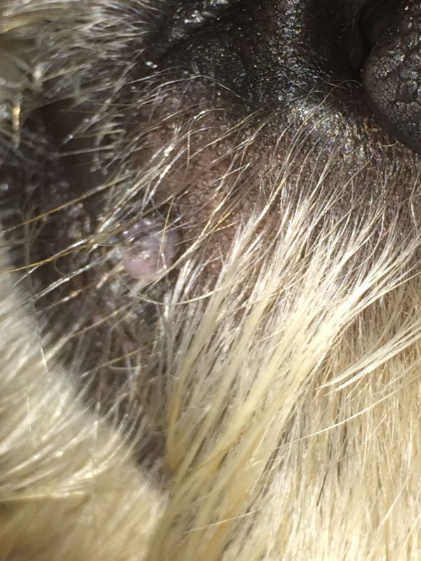 我家狗的鼻子下面嘴唇上面的位置长了一个肉瘤