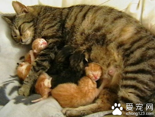 流浪猫自己选主人还送大礼 生了6只小猫咪_