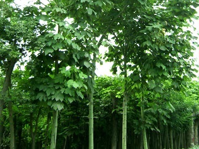 中国梧桐树长什么样有照片吗最好要照片谢谢了_360问答