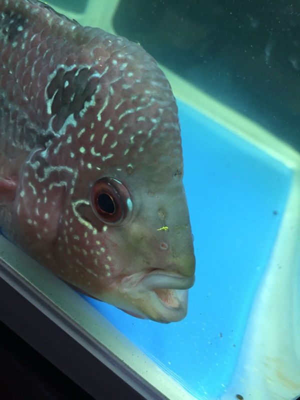 罗汉鱼换个小缸没有加温头上长了好多洞,不吃