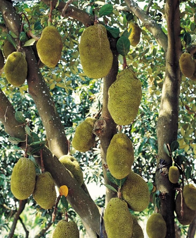 榴莲有几种样子,别称是什么?_360问答