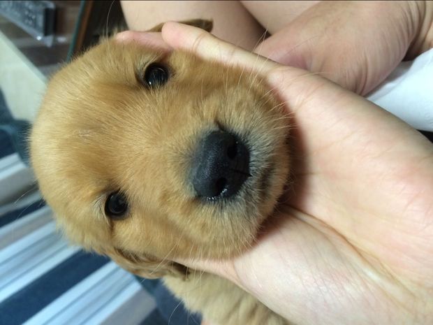 狗狗冠状病毒性肠胃炎症状_狗狗得脑炎什么症状_狗狗得了冠状病毒症状