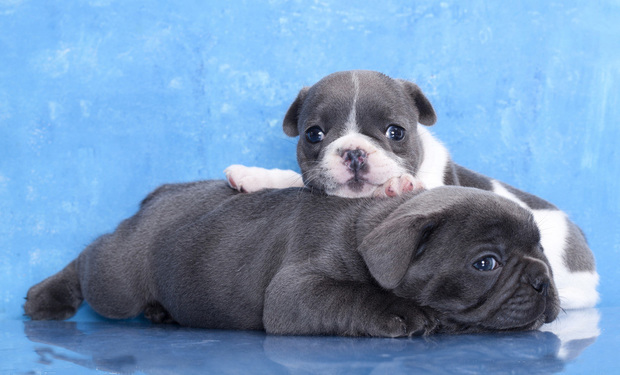 巴哥犬爱叫吗 主人们可仔细分辨了_360问答