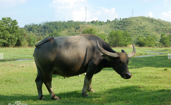 水牛吃什么_360问答