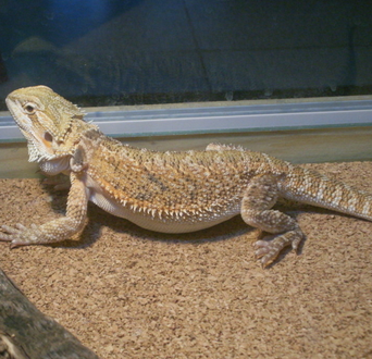 鬃狮蜥蜴咬人吗 蜥蜴很少咬人的_360问答